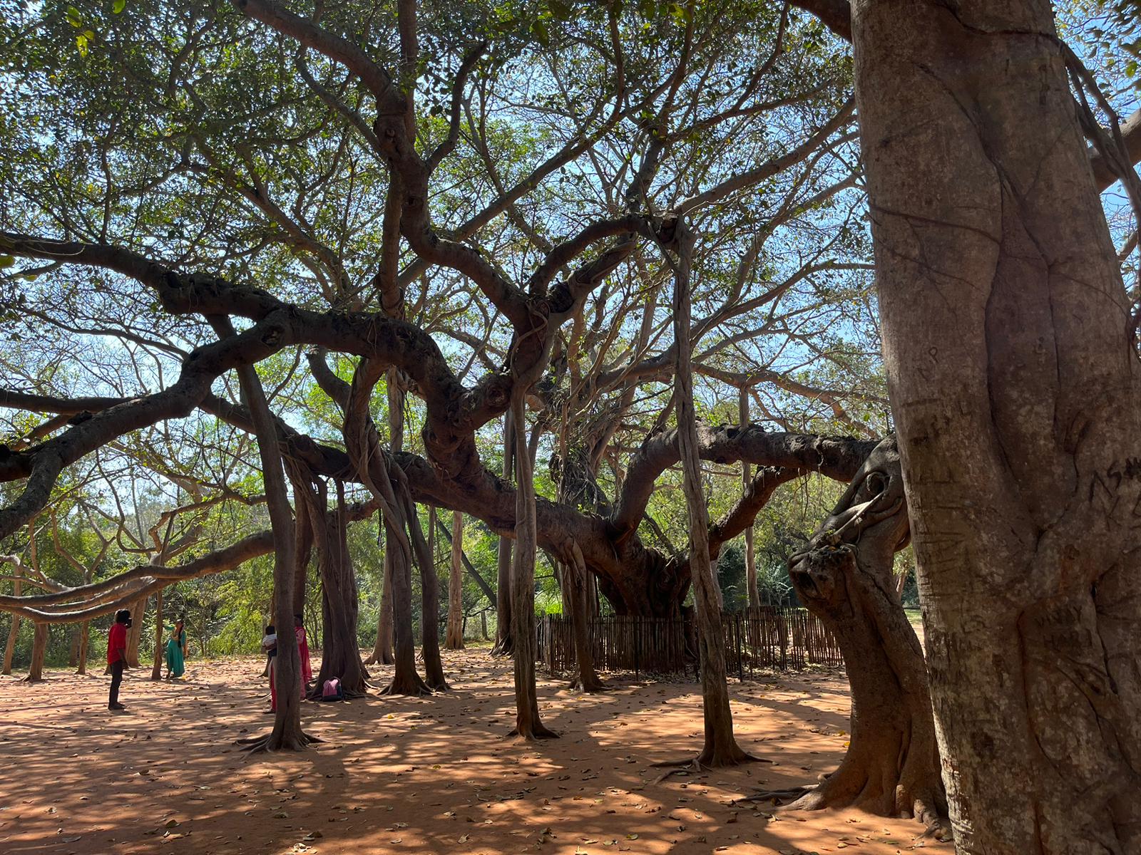 Magický Mauricius 2026